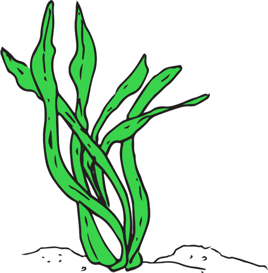 seaweed