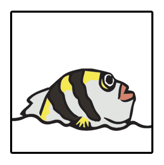 Sergeant Major fish ID photo