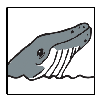 Humpback Whale ID photo