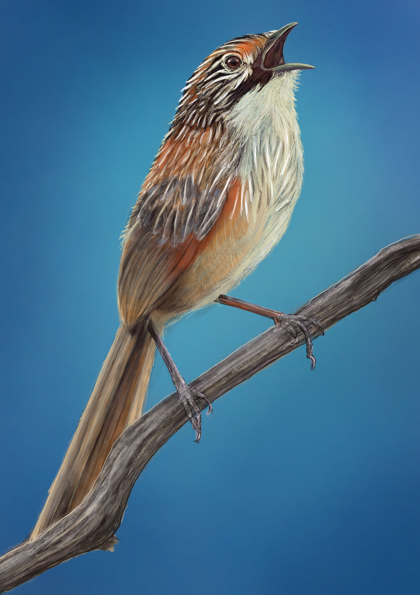 Body of Work Photography Series